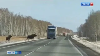 В Омской области водителей предупредили о начале весенней миграции лосей