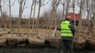 В Омске клены с набережной Тухачевского перевезут в питомник для растений