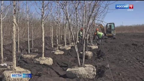 Олимпийская аллея краснолистных кленов из центра Омска переехала в муниципальный питомник