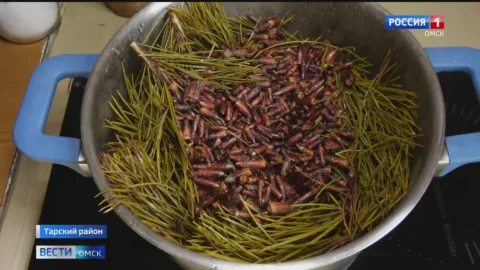 В Тарском районе приступили к весенней заготовке хвои
