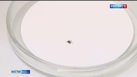 Почти 200 омичей пострадали от укусов клещей всего за две недели