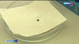 В Омской области активизировались клещи