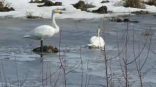 В Омской области заметили двух лебедей-кликунов
