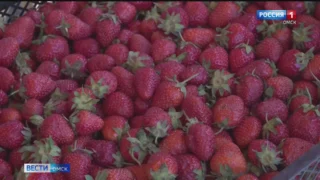 Сезон клубники в Омске официально открыт: безопасна ли ранняя ягода?