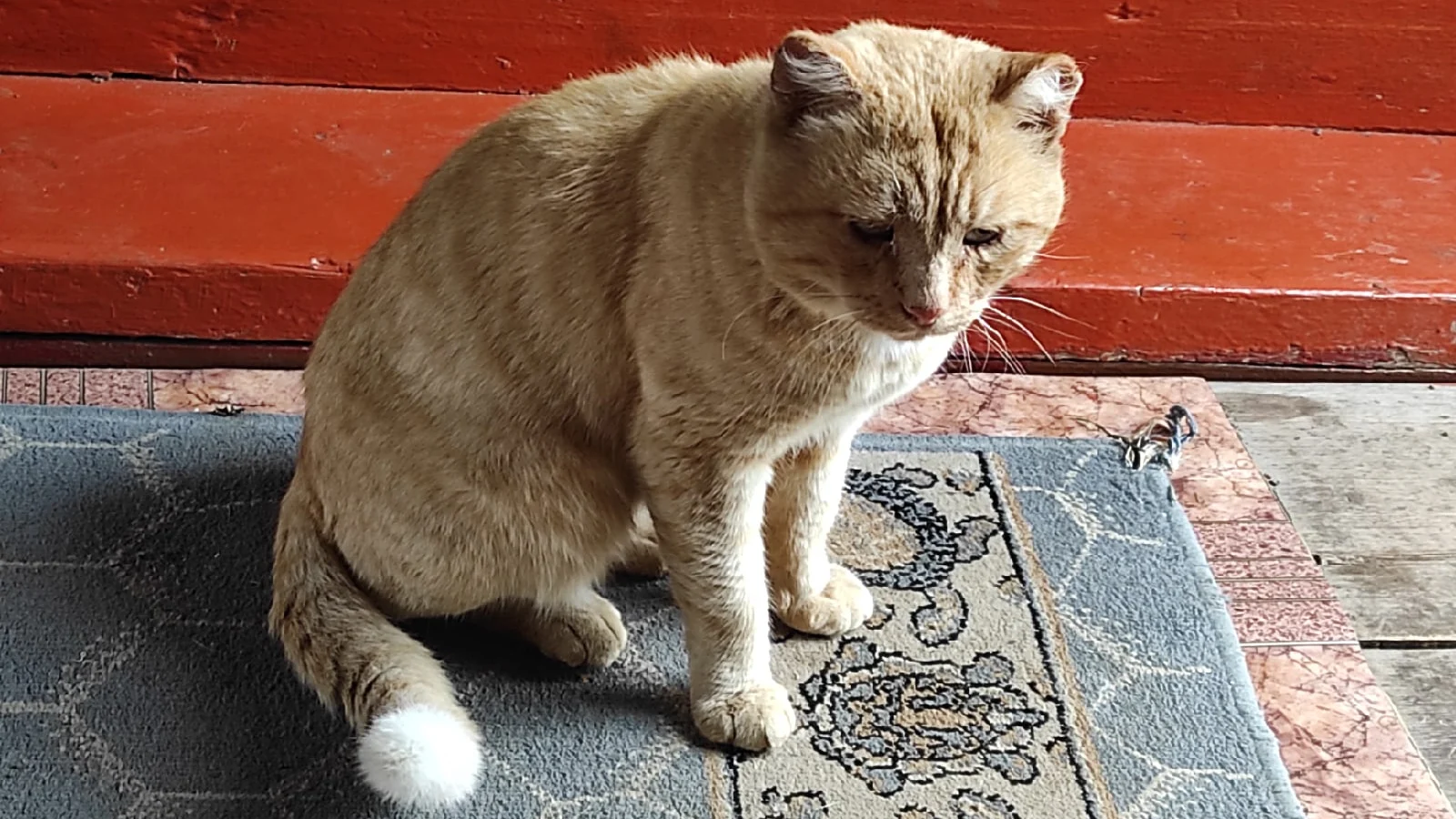 Сибирячка спасла кота, который 4 года жил на даче в одиночестве