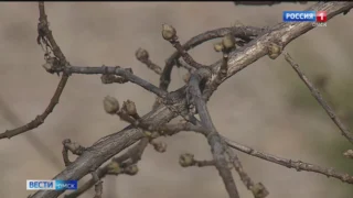 В Омскую область пришло настоящее апрельское лето
