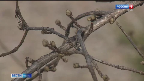 В Омскую область пришло настоящее апрельское лето