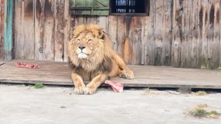 Львы могут спать до 20 часов в сутки