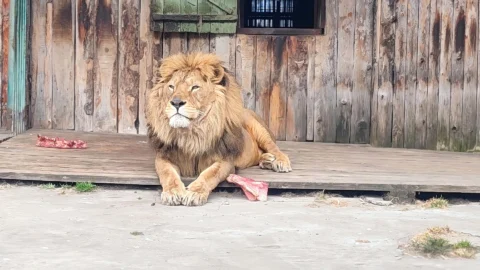 Львы могут спать до 20 часов в сутки