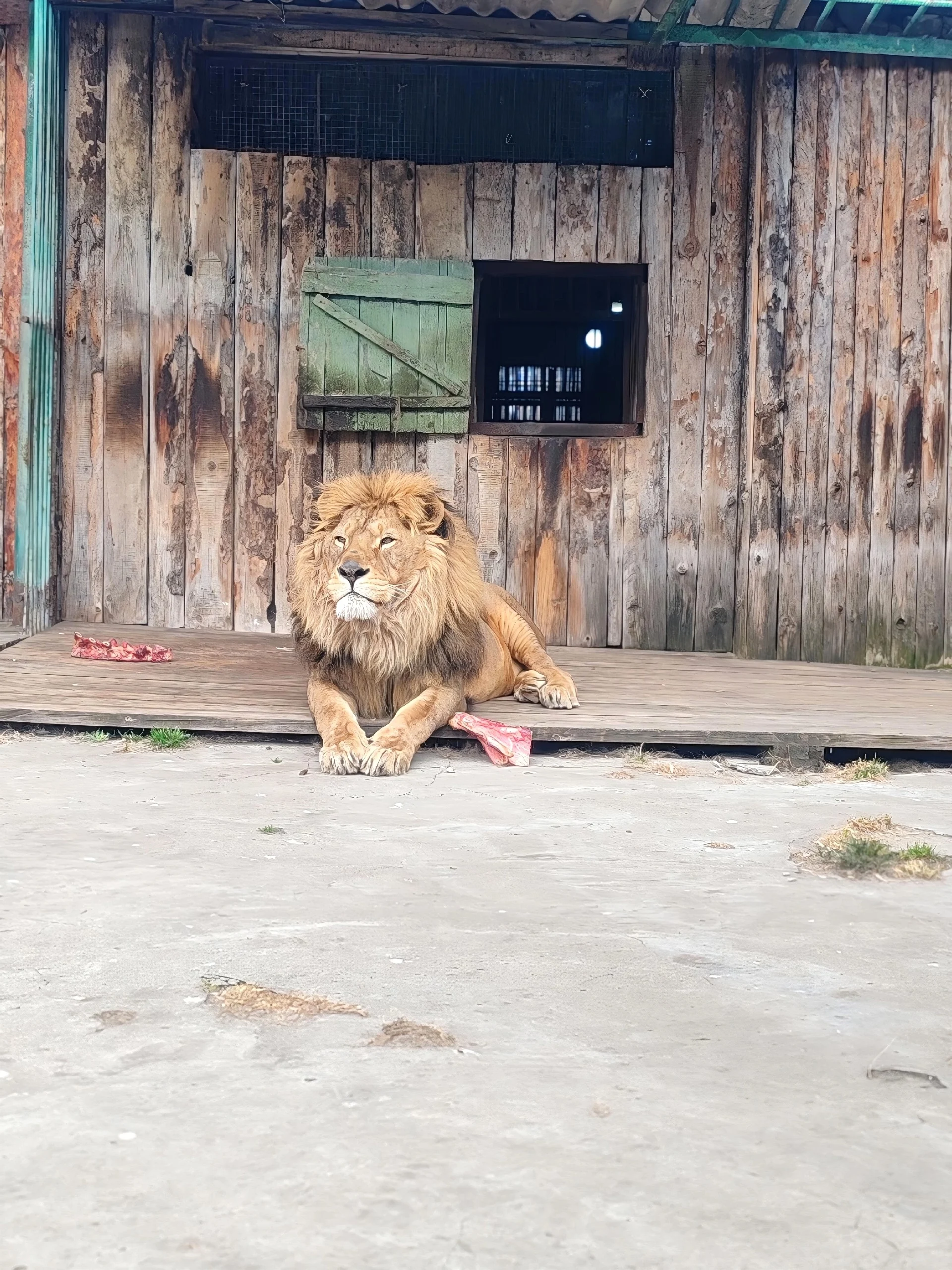 Львы могут спать до 20 часов в сутки