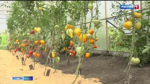 В Омске все готово к реализации масштабного проекта, который уже в этом году позволит омичам попробовать собственные овощи