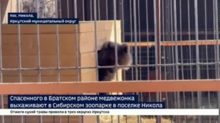 Спасенного медвежонка выхаживают в Сибирском зоопарке