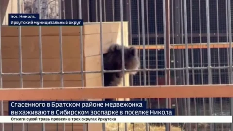 Спасенного медвежонка выхаживают в Сибирском зоопарке