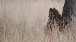 Косолапый попал в фотоловушку в заказнике «Заозёрный» 