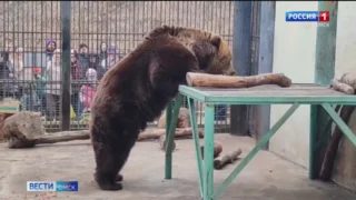В Большереченском зоопарке состоялся праздник в честь пробуждения медведей