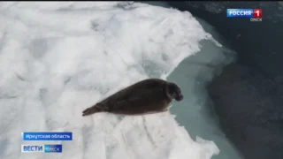 Десятки нерп устроили пляжный отдых прямо на льдинах Байкала