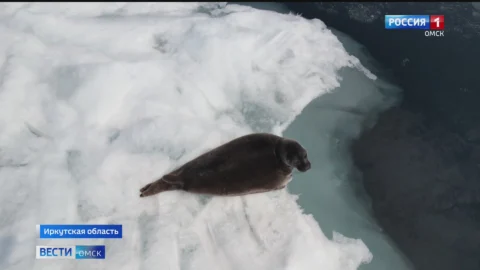 Десятки нерп устроили пляжный отдых прямо на льдинах Байкала
