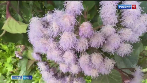 В оранжерее омского экоцентра раньше срока зацвели сразу несколько растений
