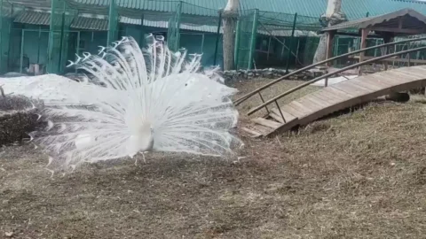 В Большереченском зоопарке павлины устроили дефиле