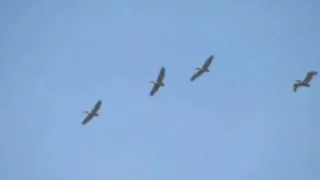 В Омскую область после долгой зимовки вернулись кудрявые пеликаны