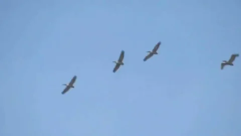 В Омскую область после долгой зимовки вернулись кудрявые пеликаны