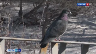 Первая неделя апреля принесла в Омск резкое потепление