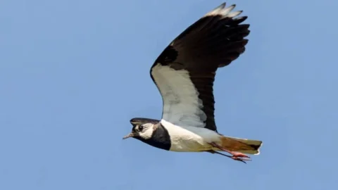 Чибисы и выпь вернулись в Омскую область