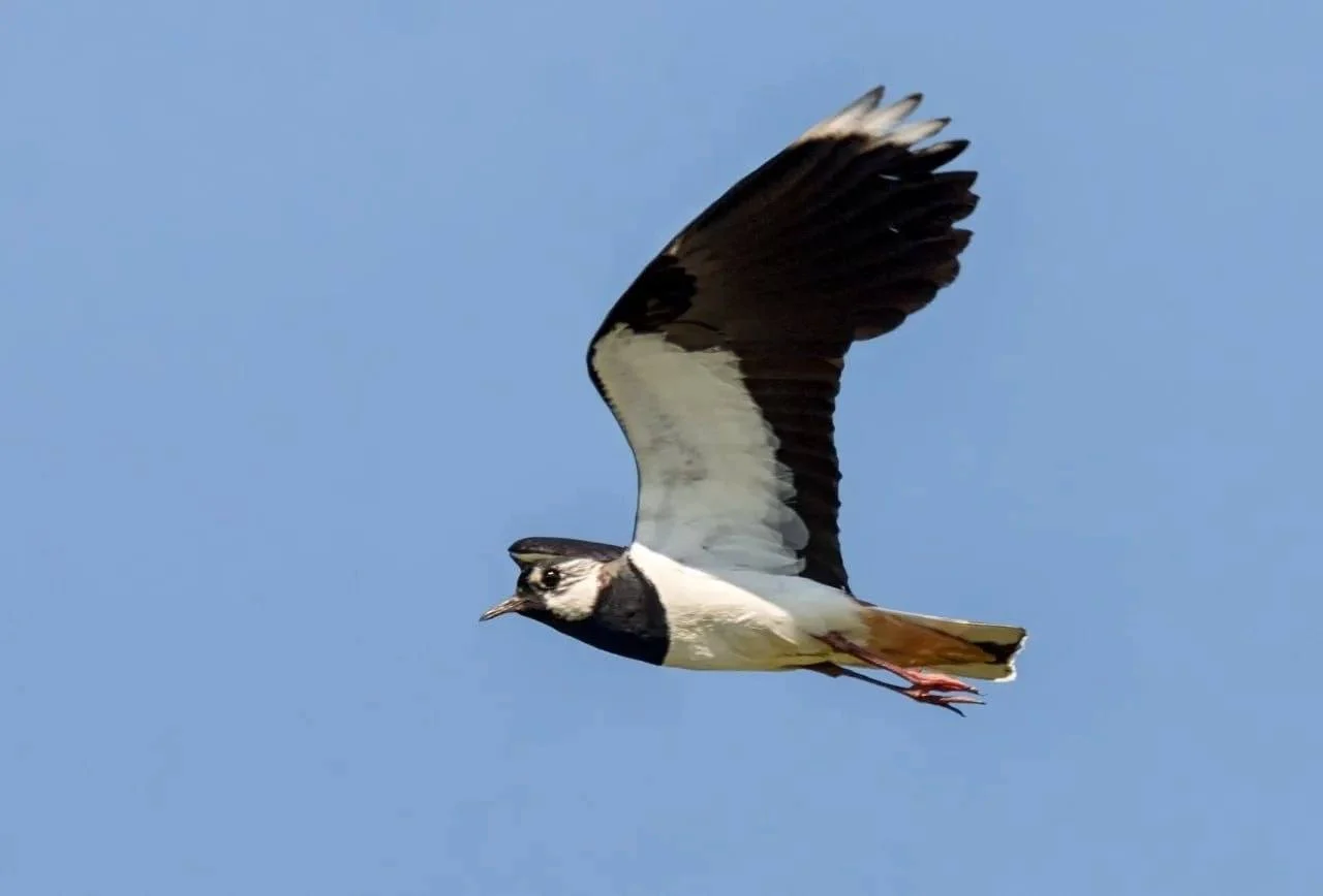 Чибисы и выпь вернулись в Омскую область