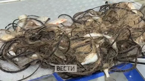 В рейд по Иртышу отправились инспекторы Рыбнадзора, чтобы ловить нарушителей