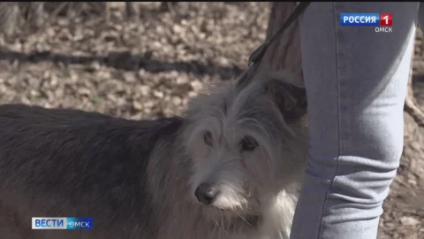 В Омске конфликт между соседями закончился укусами, синяками и редким уголовным делом