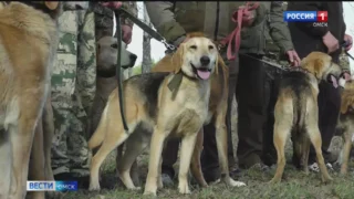 В Омской области стартовали первые состязания гончих собак по ловле зайцев