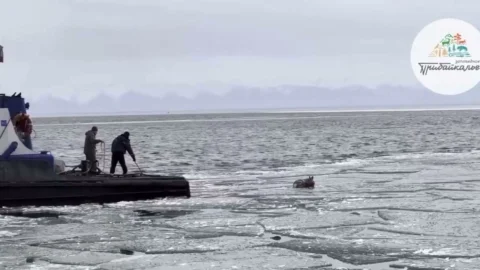 Беременную косулю спасли из ледяной воды на Байкале
