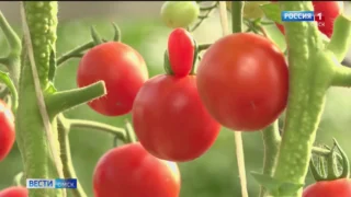 В новом тепличном комплексе в Омской области будет применяться искусственный интеллект