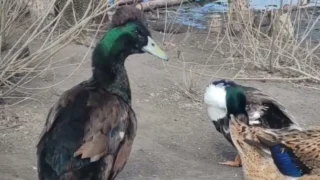 В Омске хохлатые утки устроили «парад причёсок»
