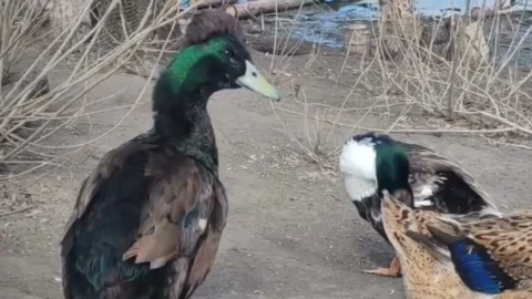 В Омске хохлатые утки устроили «парад причёсок»