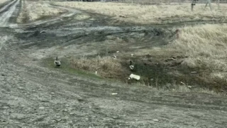В Омской области у вернувшихся уток начался брачный сезон