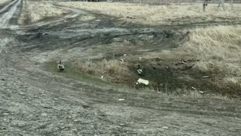 В Омской области у вернувшихся уток начался брачный сезон