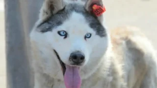 Питомец из Омского муниципального приюта обрел семью