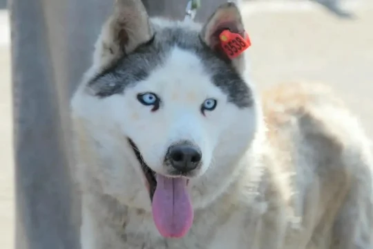 Питомец из Омского муниципального приюта обрел семью