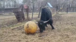 В Большереченском зоопарке як Гром играет с мячом