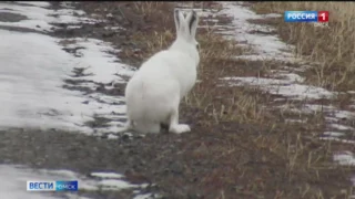 Лесные обитатели Омской области оказались под угрозой