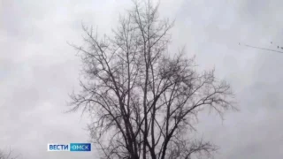 В Омске из‑за сильного ветра энергетики перешли в режим повышенной готовности