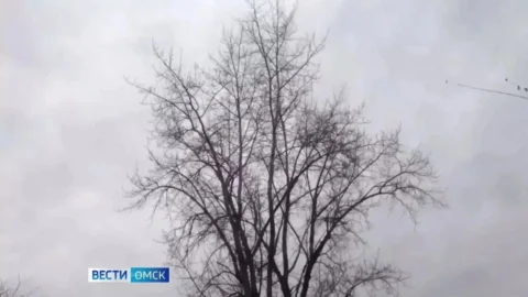 В Омске из‑за сильного ветра энергетики перешли в режим повышенной готовности