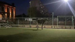 В Омске лось забрел на детскую площадку