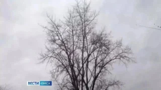 В Омской области ожидаются ливни, грозы и сильный ветер