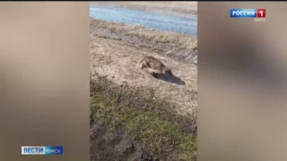В Омской области открывается массовая охота на барсука