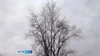 Омичей ждут грозы, град и сильный ветер