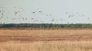 Тысячи белолобых гусей остановились на полях Оконешниковского района