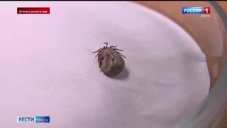 Почти тысяча жителей Омской области пострадали этой весной от укусов клещей