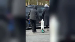 В соцсетях завирусилось видео с хвостатым гонщиком